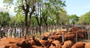 Faena de vaquillonas: números que no ceden y comienzan a alertar