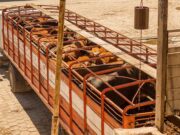 Cómo prevenir del estrés térmico en vehículos de transporte de animales