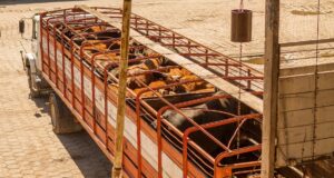 Cómo prevenir del estrés térmico en vehículos de transporte de animales