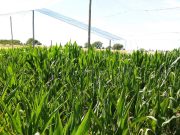 Estudian en San Luis estrategias para optimizar la producción de maíz en ambientes semiáridos