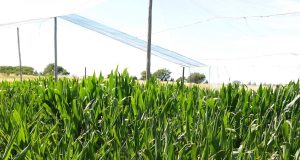Estudian en San Luis estrategias para optimizar la producción de maíz en ambientes semiáridos