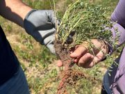 INTA San Luis sigue de cerca los ensayos con Sainfoin en Estancias Don Roberto