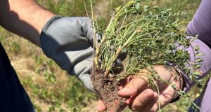 INTA San Luis sigue de cerca los ensayos con Sainfoin en Estancias Don Roberto