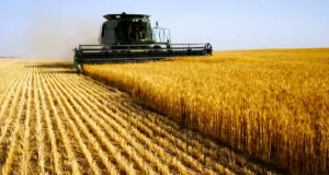 Cosecha de trigo en San Luis: rindes de 1.950 kilos en secano y 5.500 bajo riego