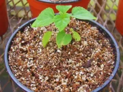 Presentan sustratos inteligentes para producir plantines