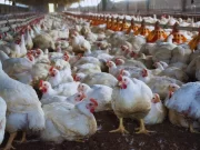 El apilado de cama de pollo se consolida como una alternativa sanitaria
