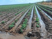 San Luis se suma al Estudio Nacional de Agricultura Irrigada coordinado por Naciones Unidas