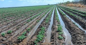San Luis se suma al Estudio Nacional de Agricultura Irrigada coordinado por Naciones Unidas