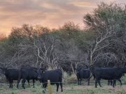 San Luis, entre las siete provincias que recibirá los fondos de bosques nativos de 2023 y 2024