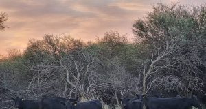 San Luis, entre las siete provincias que recibirá los fondos de bosques nativos de 2023 y 2024