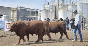Buena Esperanza: 71 toros competirán en la Prueba Pastoril 2025 de Angus Centro