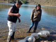 Sembrarán dos millones de truchas en ríos de San Luis