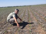 Contra el mito de sembrar maíz sobre maíz: la importancia de la cobertura y la cosecha de agua en San Luis