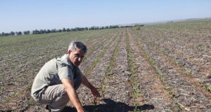 Contra el mito de sembrar maíz sobre maíz: la importancia de la cobertura y la cosecha de agua en San Luis