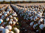 En octubre, las exportaciones de las economías regionales alcanzaron el monto más alto desde enero de 2023