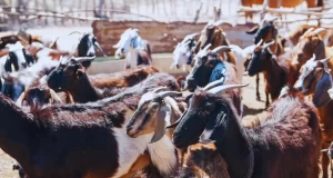 Engorde a corral caprino, alternativa productiva a pequeña escala
