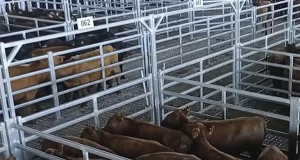 Nuevo paso atrás en el precio de la hacienda de consumo