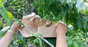San Luis despliega nuevas estrategias para combatir la Mosca de los Frutos