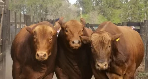 Aún en un clima de mucha cautela, los toros recuperan terreno con miras al próximo ciclo