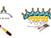 Especialistas del CONICET desarrollan test portátil y rápido para la detección de la tuberculosis bovina