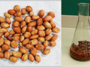 Comprueban que un extracto de piel de maní inhibe el virus del dengue en diferentes etapas de su ciclo de replicación