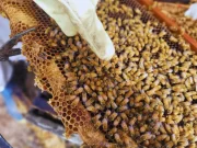 En San Luis y La Pampa evalúan parámetros productivos en abejas reinas adaptadas regionalmente