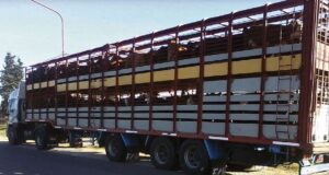 Para bajar costos a la producción, un municipio de Córdoba eliminará las tasas a las guías ganaderas