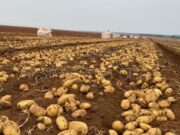 Los productores de papa advierten sobre una alarmante cifra económica que podría afectar su continuidad