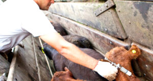 Argentina refuerza sus controles ante el foco de fiebre aftosa en Alemania