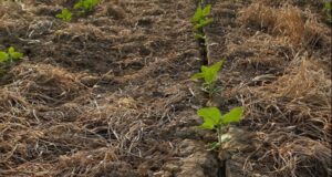 Avances récords en siembra a la sombra de un clima que genera preocupación