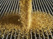 Prohíben el uso de malatión para el almacenaje de granos de maíz y recomiendan alternativas para la poscosecha