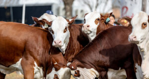 Llega Expo Braford Avanza a la Capital Nacional de los Agronegocios