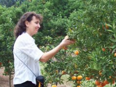 Betina Ernst: “Proyecto que podemos enviar más frutas argentinas a Europa”