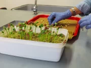 Nueva técnica de laboratorio para determinar la calidad de semillas de soja