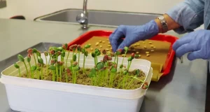 Nueva técnica de laboratorio para determinar la calidad de semillas de soja