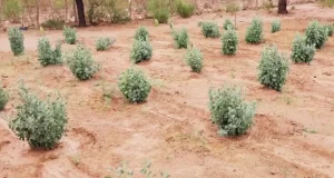Zampa: la planta forrajera que ayuda a suplementar pequeños rumiantes