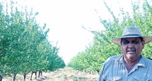Arrancó la cosecha de almendras en la plantación más grande de San Luis