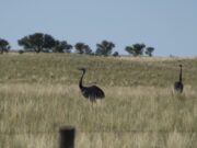 La Secretaría de Ambiente recuerda que el ñandú es una especie protegida