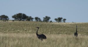La Secretaría de Ambiente recuerda que el ñandú es una especie protegida