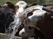 Ola de calor: cómo asegurar el bienestar animal en bovinos