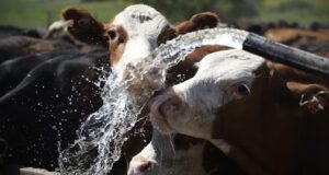 Ola de calor: cómo asegurar el bienestar animal en bovinos
