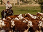 Faena más elevada y alta proporción de vientres alejan la línea de crecimiento