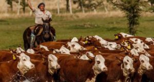 Faena más elevada y alta proporción de vientres alejan la línea de crecimiento