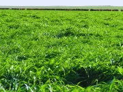 Presentan una variedad de avena todo terreno