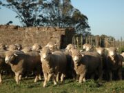 El Banco Nación amplía el financiamiento a productores ovinos de todo el país