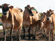 Llegaron las primeras vacas Jersey para el nuevo emprendimiento de elaboración de quesos y chacinados en Nogolí