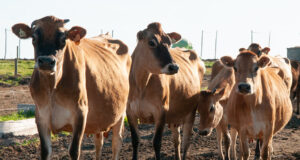 Llegaron las primeras vacas Jersey para el nuevo emprendimiento de elaboración de quesos y chacinados en Nogolí