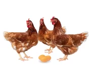 Cuidado con las estafas en San Luis: diferencias entre pollos parrilleros y pollas ponedoras bebés