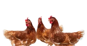 Cuidado con las estafas en San Luis: diferencias entre pollos parrilleros y pollas ponedoras bebés