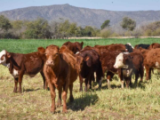 San Luis, entre las que más gravan con Ingresos Brutos la agricultura, ganadería, construcción y transporte y logística